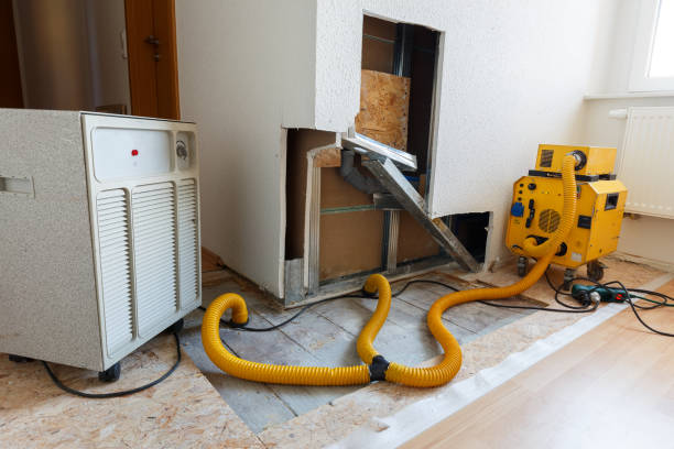 Festus, MO Mold Removal Company